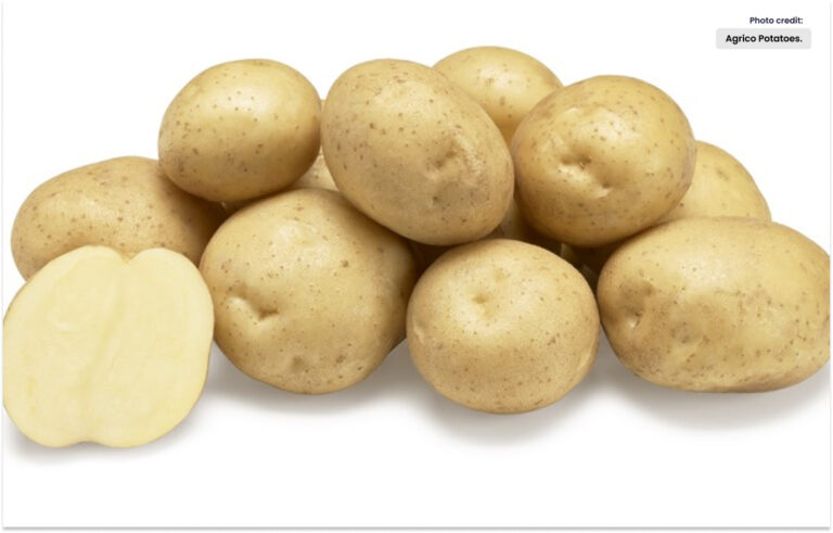 پاکستان زیادہ  پیداوار کے لیے آلو کی چوتھی نسل کے بیج تیار کرے گا