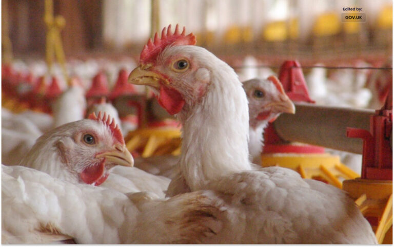 چین میں ایچ3این8 برڈ فلو سے پہلی انسانی ہلاکت کی اطلاع خوف وہراس پھیل گیا۔