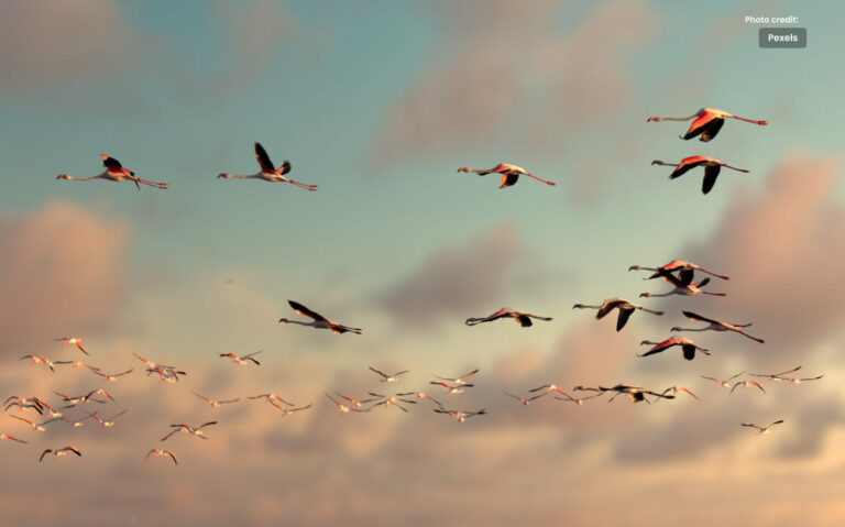 پرندے گن کر لاکھوں روپے کمائیں