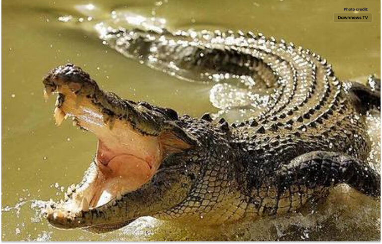 آسٹریلوی شخص پر مگرمچھ کا حملہ