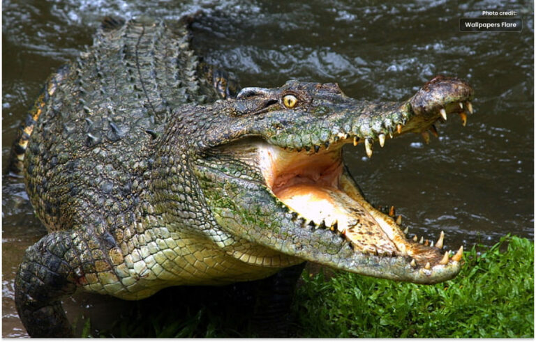 ایک کمبوڈین کو 40 مگرمچھوں نے ہلاک کر دیا