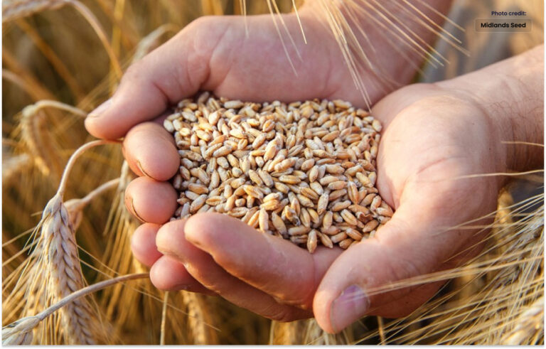 پاکستانی عوام کی بنیادی ضرورت گندم ہے۔