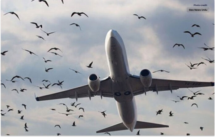 پرندوں کی ٹکر سے پی آئی اے کو نقصان کا سامنا