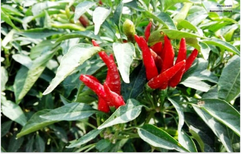 چینی ہائبرڈ مرچ  زیادہ پیداواری صلاحیت رکھتی ہے۔