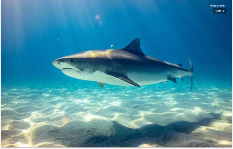 بحیرہ احمر میں ٹائیگر شارک کے حملے سے روسی شہری ہلاک