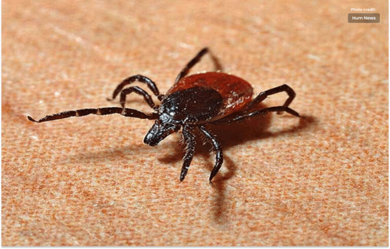 کانگو وائرس سے 6 اموات، الرٹ جاری