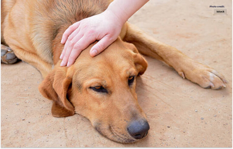 کتے کو مارنے پر پولیس اہلکار کے خلاف مقدمہ درج