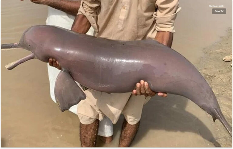 بلوچستان میں ڈولفن کو دیہاتیوں نے گولی مار کر ہلاک کر دیا