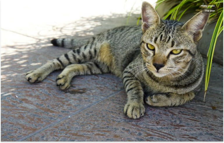 پالتو بلی کی موت کی تحقیقات کی جائے ، عدالت