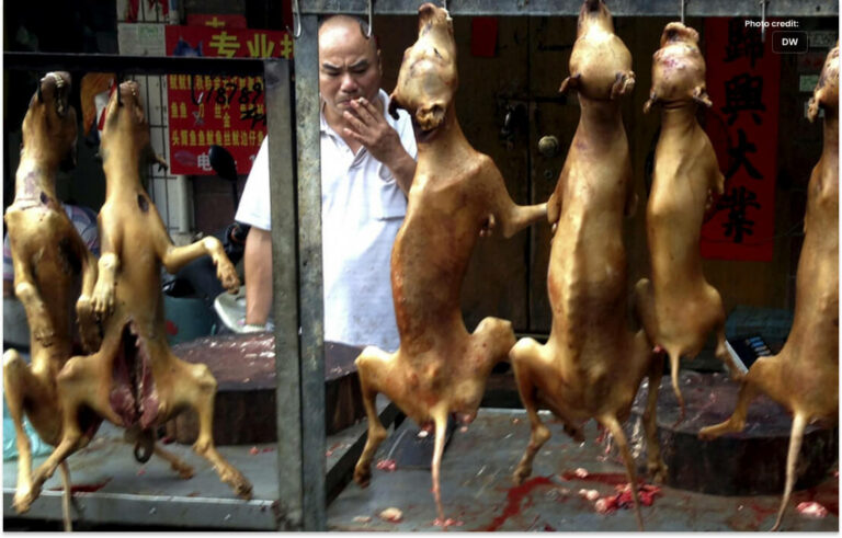 جنوبی کوریا میں کتے کے گوشت کی تجارت پر پابندی