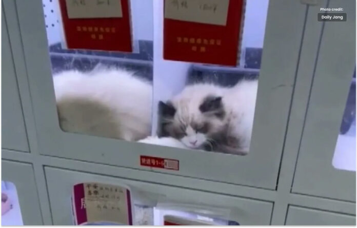 چائنہ میں پالتو جانور وینڈنگ مشین سے بکنے لگے، ویڈیو وائرل