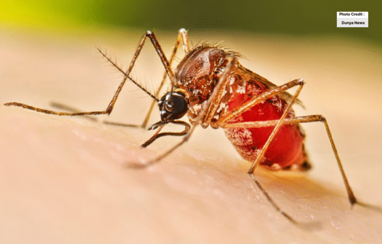 ڈینگی بخار حیدرآباد اور کراچی میں تیزی سے پھیل رہاہے